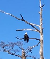 Bald Eagle in NC: We saw lots of Bald Eagles in NC on our way south